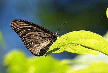 A dark brown butterfly perched on a light green leaf.