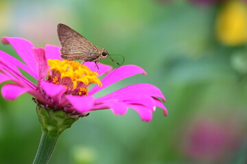 A brown butterfly perched on a pink flower.