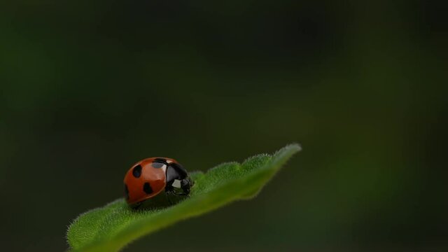 4K macro shot of a ladybug cleaning its body.