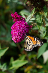 Side view of a Monarch Butterfly on a pink buddleia flower