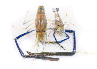 Giant freshwater prawn on white