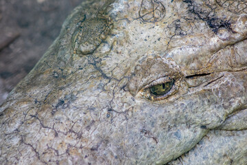 Naklejka premium cocodrilario, la manzanilla de el mar, jalisco mexico