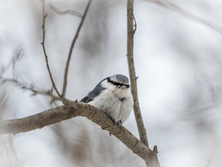 Eurasian nuthatch or wood nuthatch, lat. Sitta europaea, sitting on a tree branch with a blurred background.