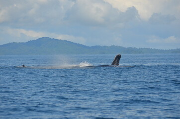 Fototapeta premium Panama Beach Caribe Whales