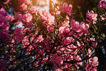 Spring shrub blooming with delicate pink flowers in sunlight. Altai rhododendron ledebur, close-up. Abstract floral background.