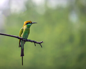 Isolated image of Green Bee eater(Merops orientalis) bird , sitting on a tree branch with clear background.