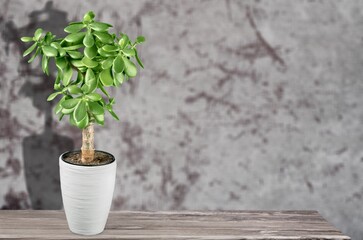 Beautiful green house plant in the home interior.