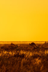 Scenery of a meadow with kangaroos in nature