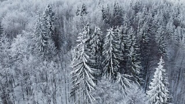 aerial filming with a winter forest