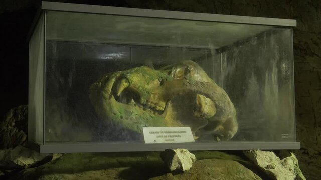 Close Up Of A Bear Skull Preserved Inside A Glass Box In A Museum.