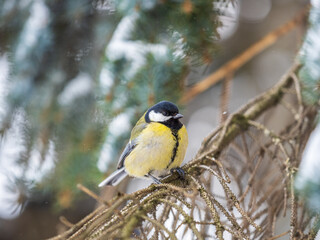 Obraz premium Cute bird Great tit, songbird sitting on the fir branch