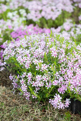 Obraz premium 芝桜