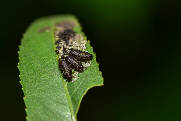 Insects inhabiting wild plants: butterflies and insect larvae