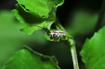 Insects inhabiting wild plants: butterflies and insect larvae