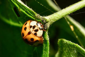 Insects inhabiting wild plants: butterflies and insect larvae
