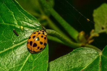 Insects inhabiting wild plants: butterflies and insect larvae