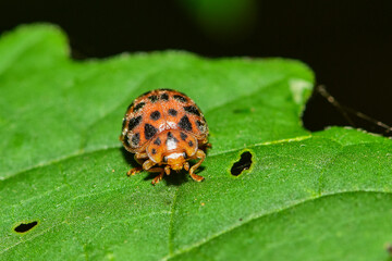 Insects inhabiting wild plants: butterflies and insect larvae