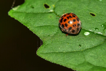 Insects inhabiting wild plants: butterflies and insect larvae