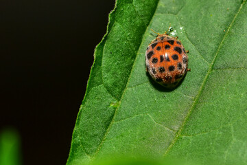 Insects inhabiting wild plants: butterflies and insect larvae