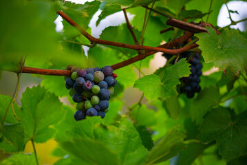 a lot of ripe black grapes hanging on the bush