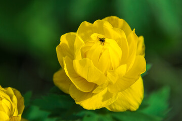 blooming in spring and decorating forests and meadows Trollius bright yellow flower pollinated by a flower fly, selective focus