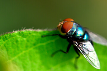 Insects inhabiting wild plants