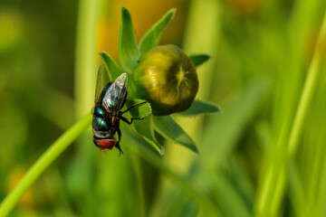 Insects inhabiting wild plants
