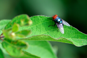 Insects inhabiting wild plants