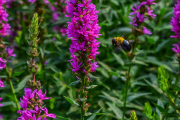 Insects inhabiting wild plants