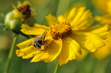 Insects inhabiting wild plants
