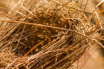 abandoned bird's nest. dry grass nest. small bird house