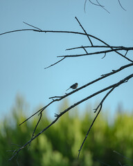 bird sitting in a tree 