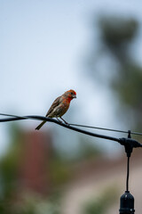 robin on branch