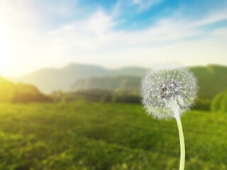 A little dandelion in the big green garden