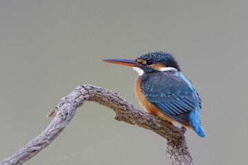 kingfisher on the branch