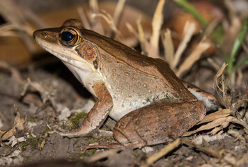 Wood frog,  (Paurana daemeli)