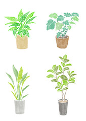 観葉植物2　decorative plants2