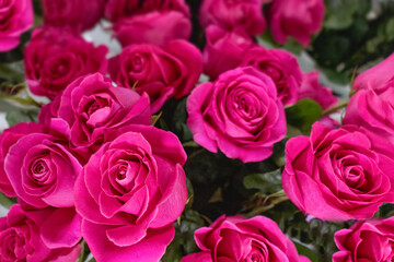floral background bright pink rose chrysanthemum. View from above.