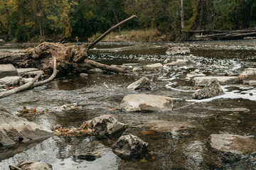 Fototapeta na wymiar Tree Stump in River