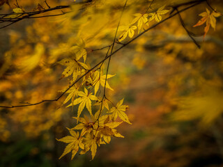 yellow maple leaves