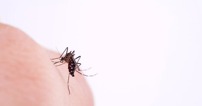 Video of a mosquito sucking blood.