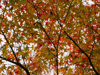 red maple leaves