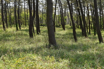 松林 海岸砂防林 山形県庄内