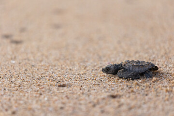 bebé tortuga caminando hacia el mar