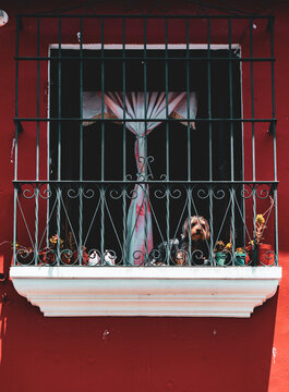 Dog On Enclosed Balcony