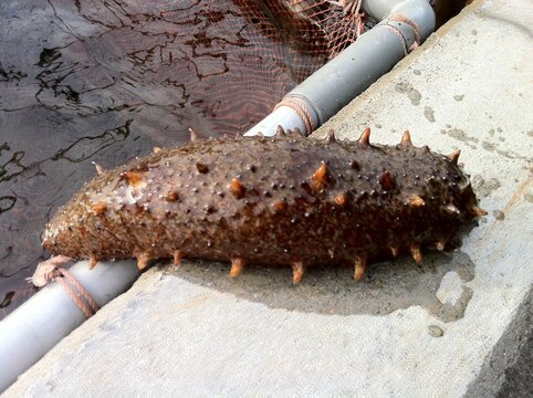 Japan Sea Cucumber