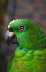 Green Parrot's Head