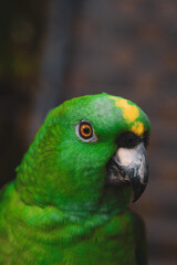 Green Parrot's Head