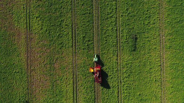 4K aerial view with a crop machine and workers are harvesting potatoes from a field. Agriculture industry.