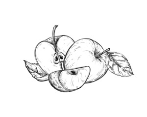 Hand drawn sketch black and white of apple fruit, slice, leaf. Vector illustration. Elements in graphic style label, card, sticker, menu, package. Engraved style illustration.